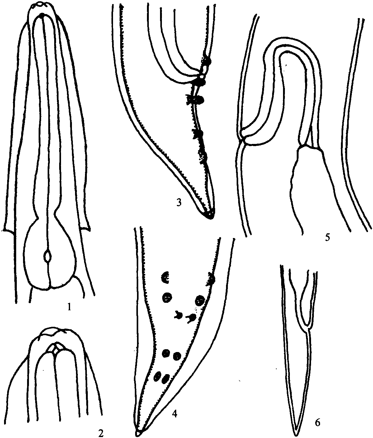 腸鼠無刺線蟲